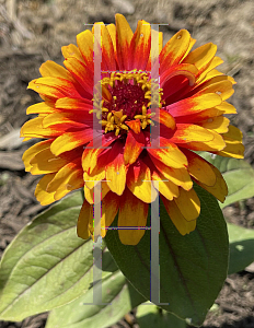 Picture of Zinnia elegans 'Swizzle Scarlet and Yellow'