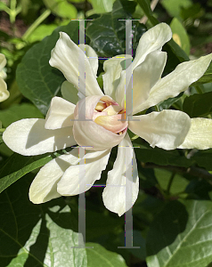 Picture of Calycanthus  'Venus'