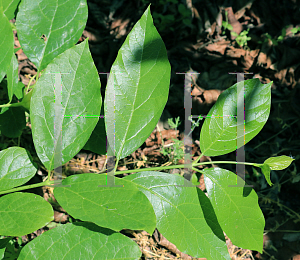 Picture of Calycanthus  'Venus'