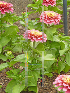 Picture of Zinnia elegans 'Magellan Pink'