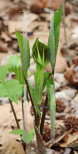 Picture of Arisaema triphyllum 