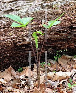 Picture of Arisaema triphyllum 