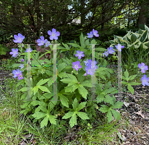 Picture of Geranium maculatum 