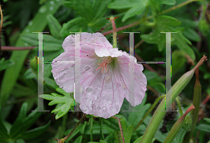 Picture of Geranium sanguineum var. striatum 