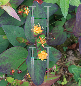 Picture of Hypericum androsaemum 'Albury Purple'