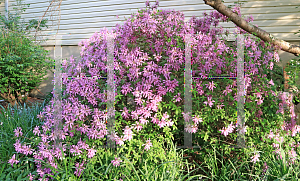 Picture of Rhododendron (subgenus Azalea) 'Koromo Shikibu'