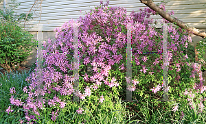 Picture of Rhododendron (subgenus Azalea) 'Koromo Shikibu'