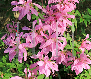 Picture of Rhododendron (subgenus Azalea) 'Koromo Shikibu'