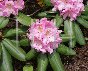 Picture of Rhododendron x 'Scintillation'