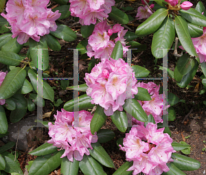 Picture of Rhododendron x 'Scintillation'