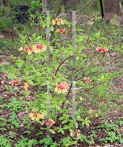 Picture of Rhododendron austrinum 