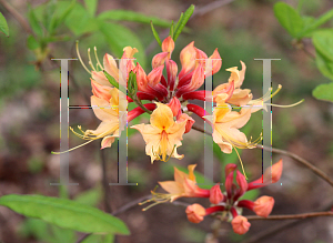 Picture of Rhododendron austrinum 