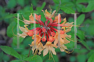 Picture of Rhododendron austrinum 