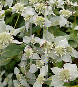 Picture of Pycnanthemum muticum 