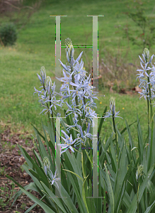 Picture of Camassia cusickii 