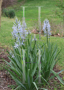 Picture of Camassia cusickii 