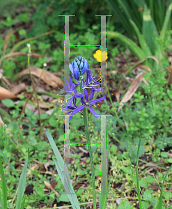 Picture of Camassia quamash 