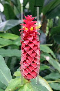 Picture of Costus barbatus 