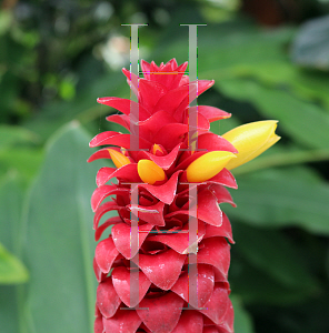 Picture of Costus barbatus 