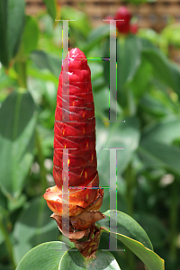 Picture of Costus woodsonii 