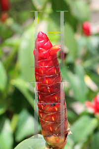 Picture of Costus woodsonii 