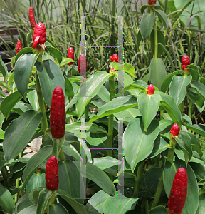 Picture of Costus woodsonii 