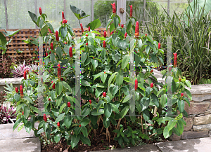 Picture of Costus woodsonii 