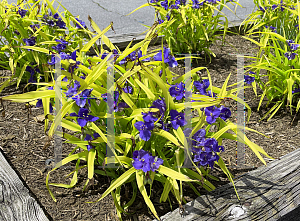 Picture of Tradescantia x andersoniana 'Sweet Kate'