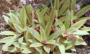 Picture of Tradescantia spathacea 'Tricolor'