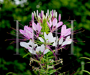 Picture of Cleome hassleriana 