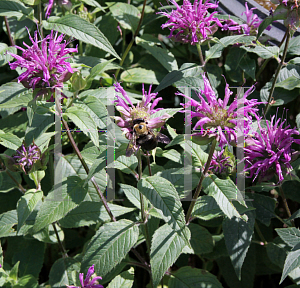 Picture of Monarda didyma 'Blue Stocking'