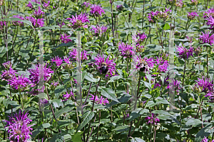 Picture of Monarda didyma 'Blue Stocking'