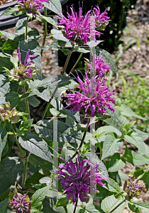 Picture of Monarda didyma 'Blue Stocking'
