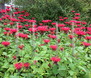 Picture of Monarda didyma 