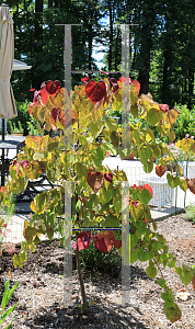 Picture of Cercis canadensis 'NC2016-2 (Flame Thrower)'