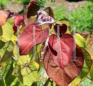Picture of Cercis canadensis 'NC2016-2 (Flame Thrower®)'