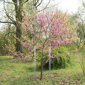 Picture of Cercis canadensis 'JN2 (The Rising Sun)'