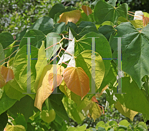 Picture of Cercis canadensis 'JN2 (The Rising Sun)'