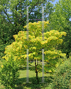 Picture of Cercis canadensis 'JN2 (The Rising Sun)'