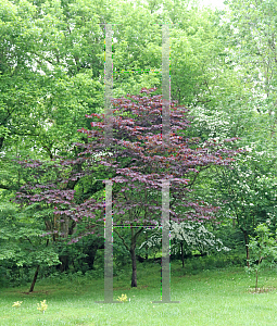 Picture of Cercis canadensis 'Forest Pansy'