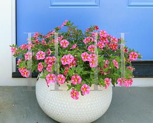 Picture of Calibrachoa  'Cabaret Pink Star'