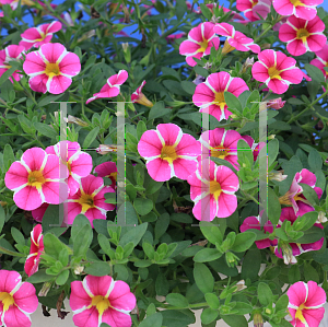 Picture of Calibrachoa  'Cabaret Pink Star'