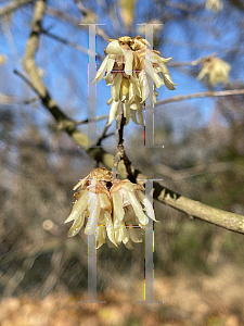 Picture of Chimonanthus praecox 