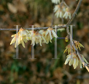 Picture of Chimonanthus praecox 