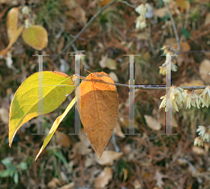 Picture of Chimonanthus praecox 