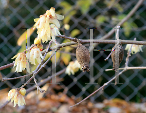 Picture of Chimonanthus praecox 