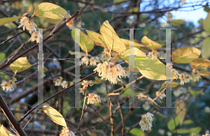 Picture of Chimonanthus praecox 