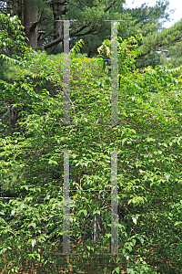 Picture of Chimonanthus praecox 