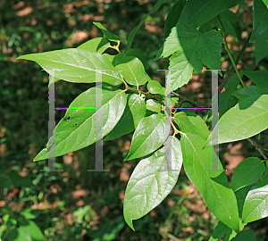 Picture of Chimonanthus praecox 