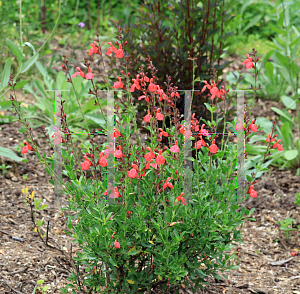 Picture of Salvia greggii 'Coral'